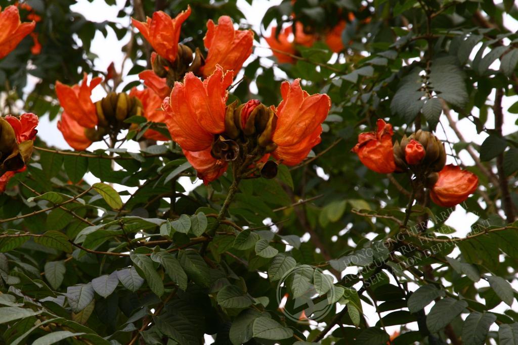 HK Herbarium - Spathodea campanulata 火焰樹