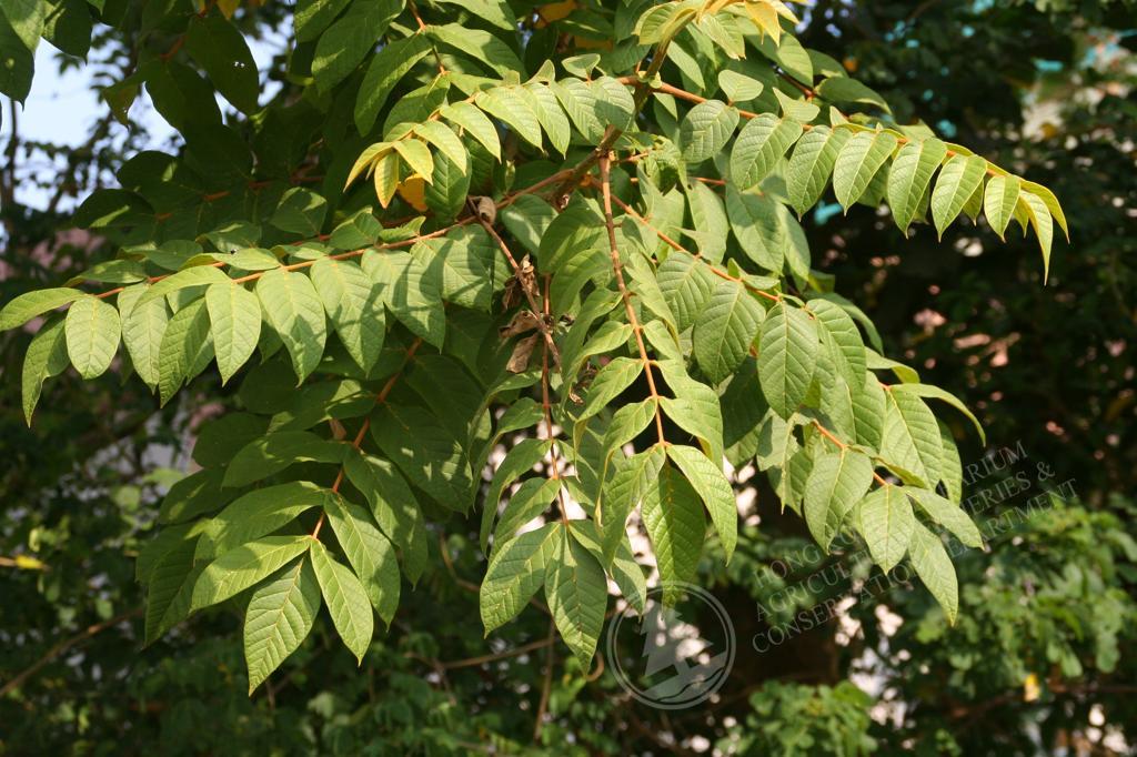 HK Herbarium - Spathodea campanulata 火焰樹