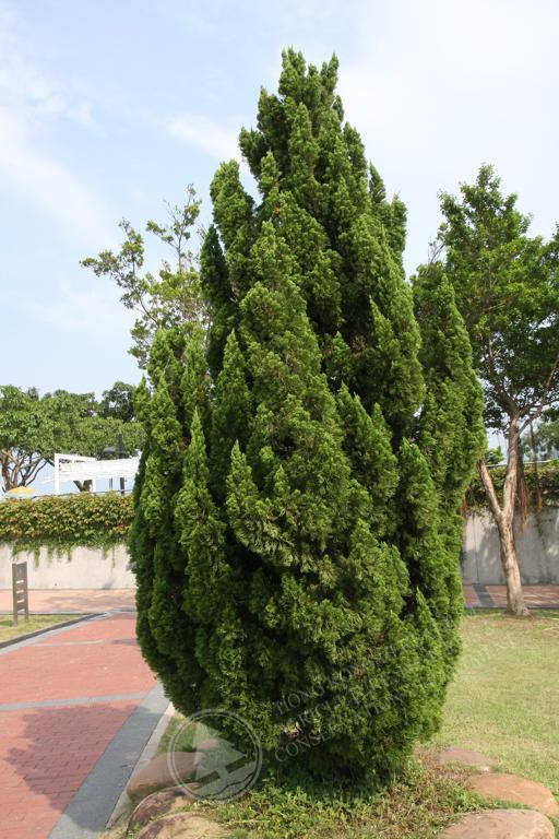HK Herbarium - Juniperus chinensis 圓柏