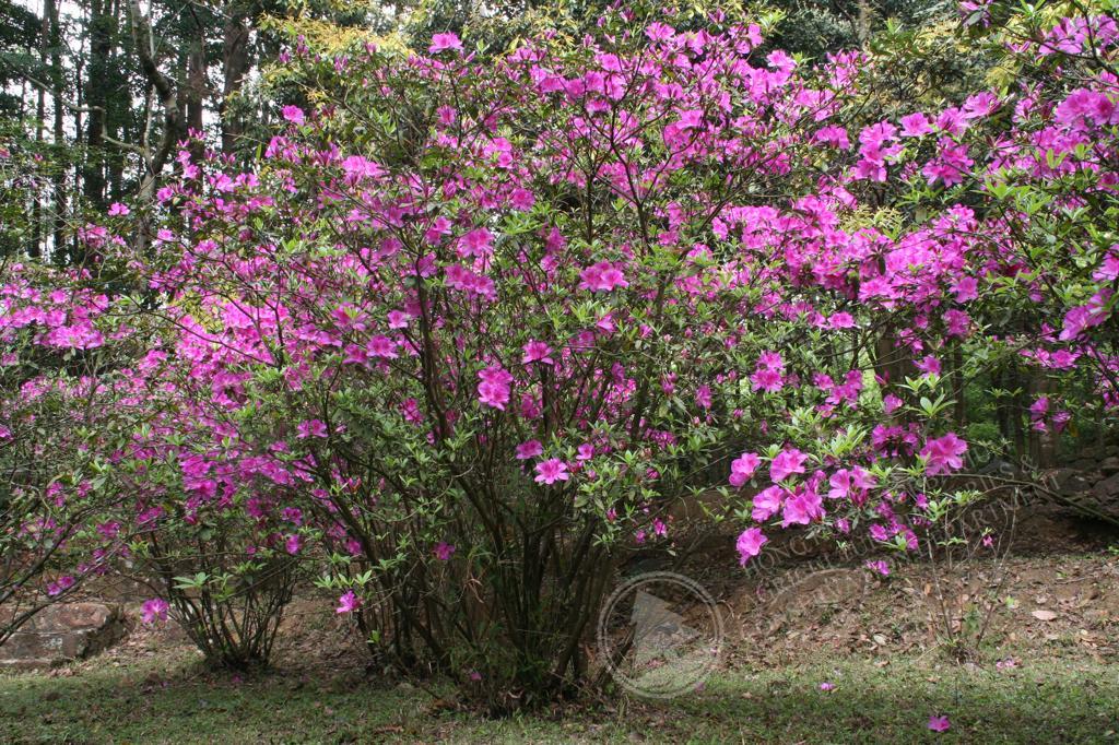 HK Herbarium - Rhododendron pulchrum var. phoeniceum