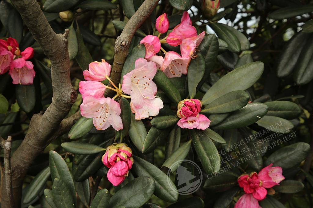 rhododendron inas diamond Rhododendron Jap. 'Inas Diamond' 20-25 main image 0