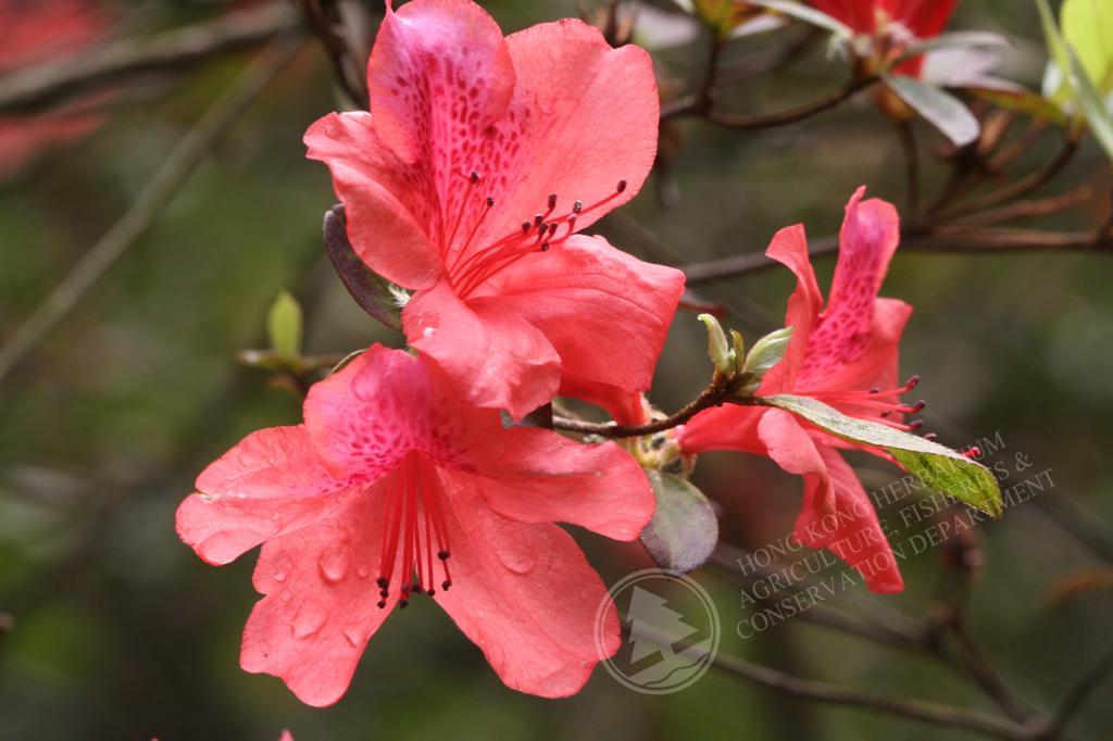 HK Herbarium - Rhododendron simsii