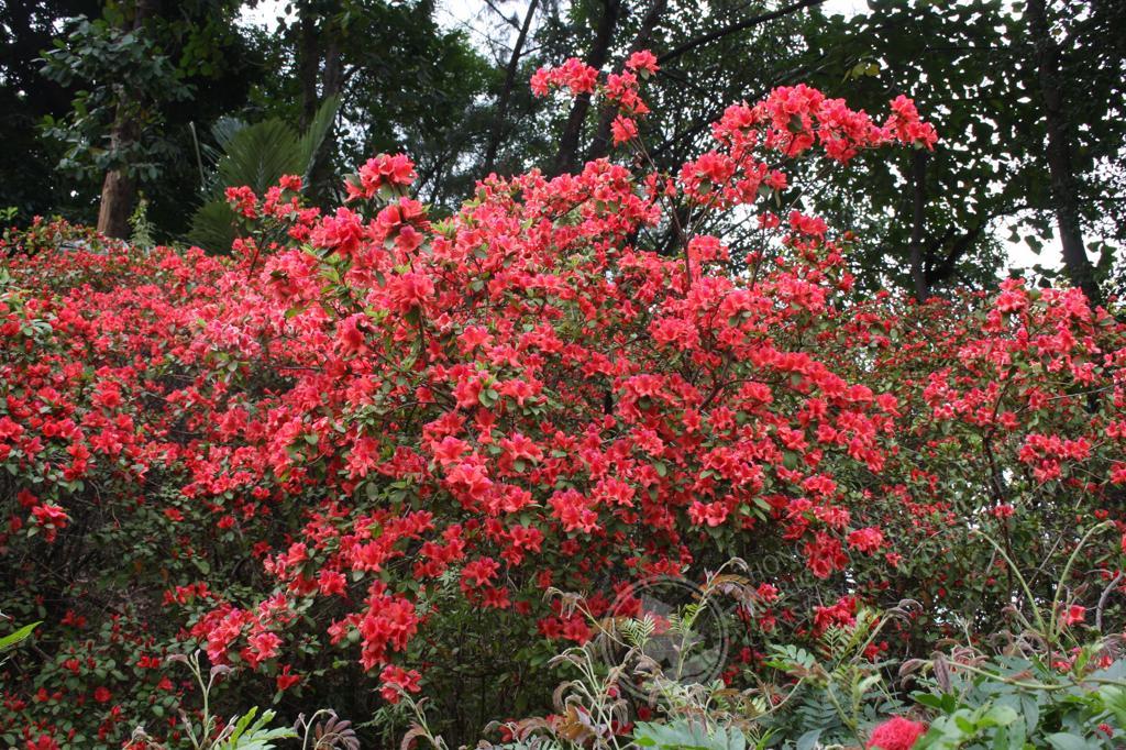 japanische stechpalme formschnitt Japanische Stechpalme Kanehirae (Ilex maximowicziana) | 40-60 mit  Wurzelballen