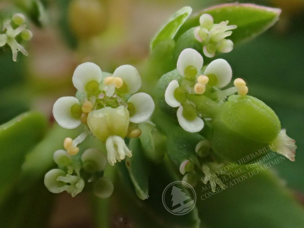 HK Herbarium - Euphorbia bifida 細齒大戟