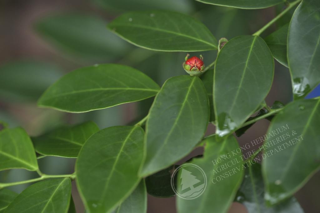 HK Herbarium - Breynia fruticosa 黑面神