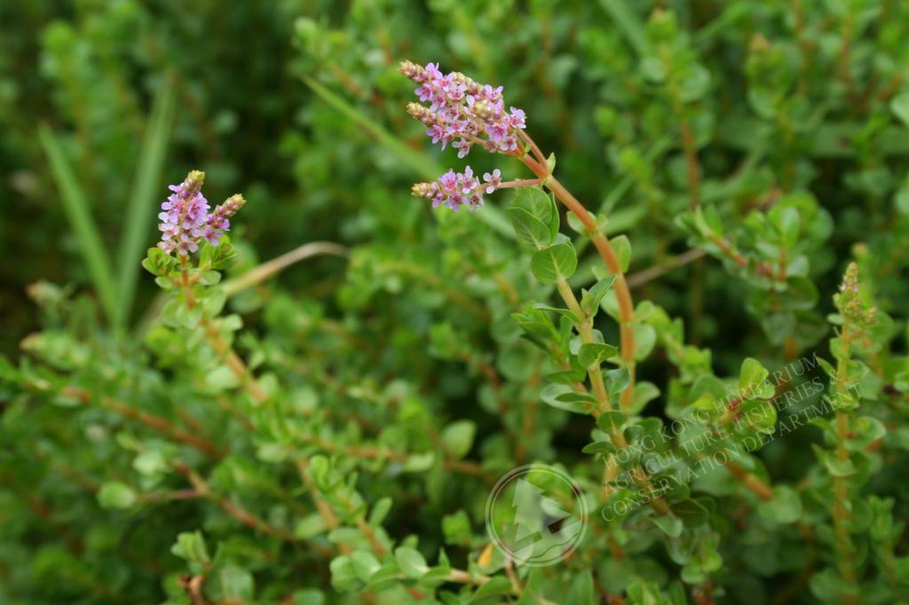 HK Herbarium - Rotala rotundifolia 圓葉節節菜