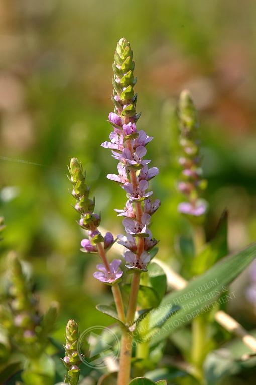 HK Herbarium - Rotala rotundifolia 圓葉節節菜
