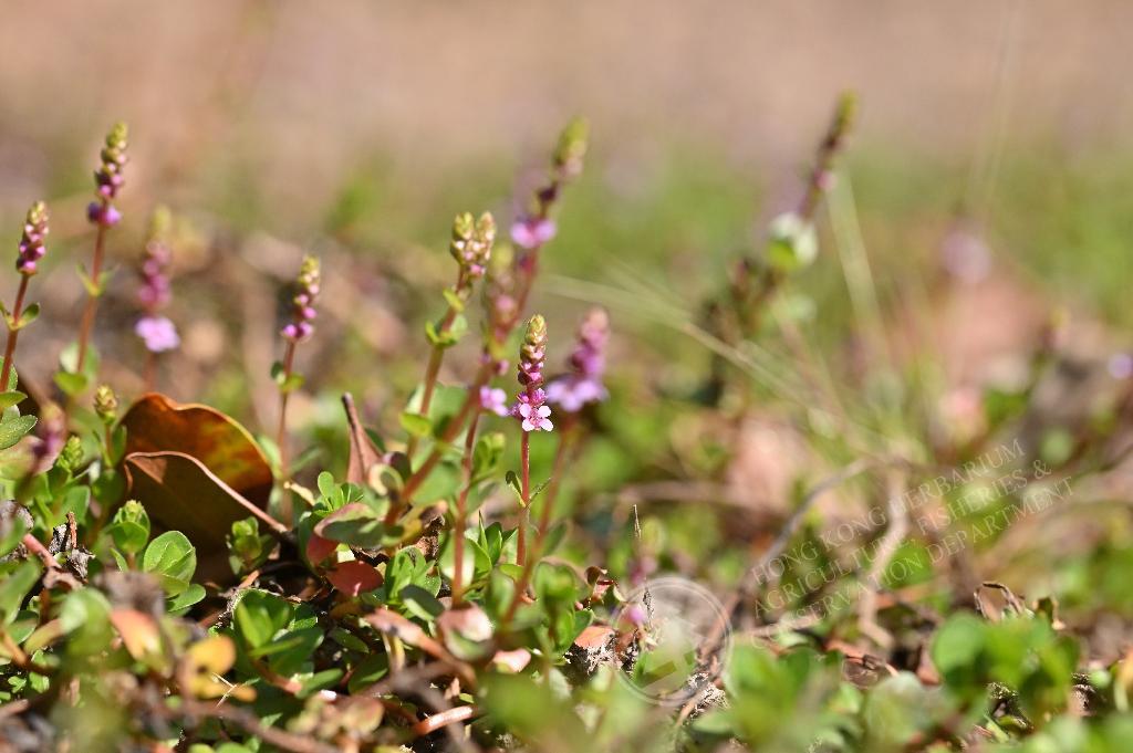 Culcasia rotundifolia 【LA0022-05z】　熱帯植物 Culcasia rotundifolia 【LA0022-05z】 熱帯植物 Culcasia