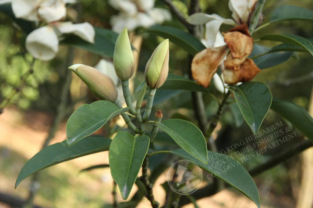 香港植物標本室- 深山含笑Michelia maudiae