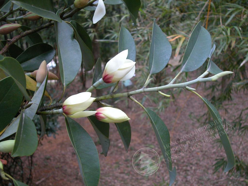 香港植物標本室- 深山含笑Michelia maudiae