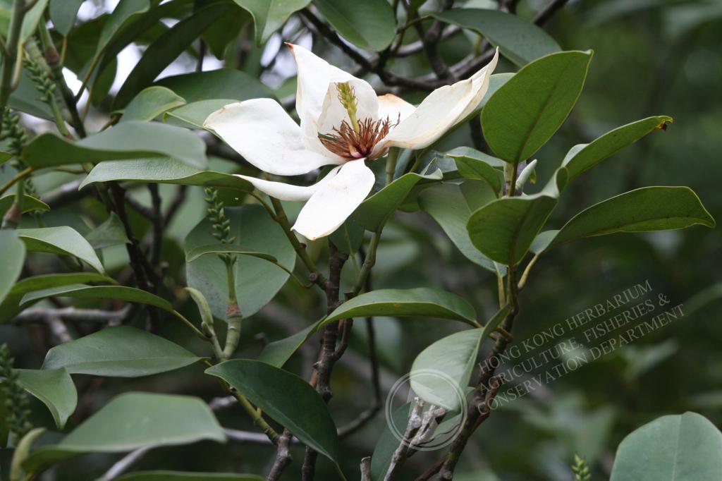 香港植物標本室- 深山含笑Michelia maudiae