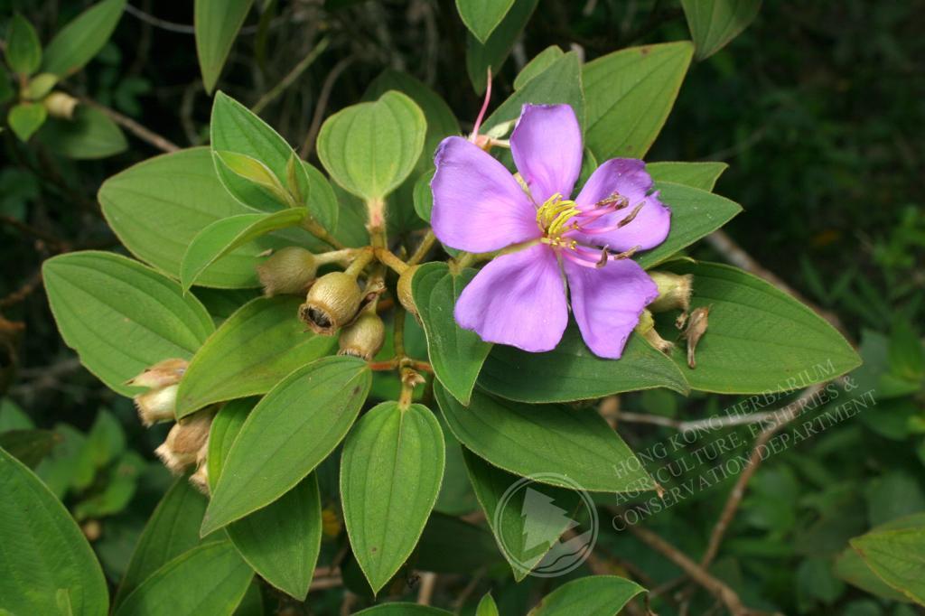 専用希少❣️Melastoma sp. Sibolgaメラストマ シボルガソネリラ 専用 専用希少❣️Melastoma sp. Sibolgaメラストマ シボルガソネリラ 専用