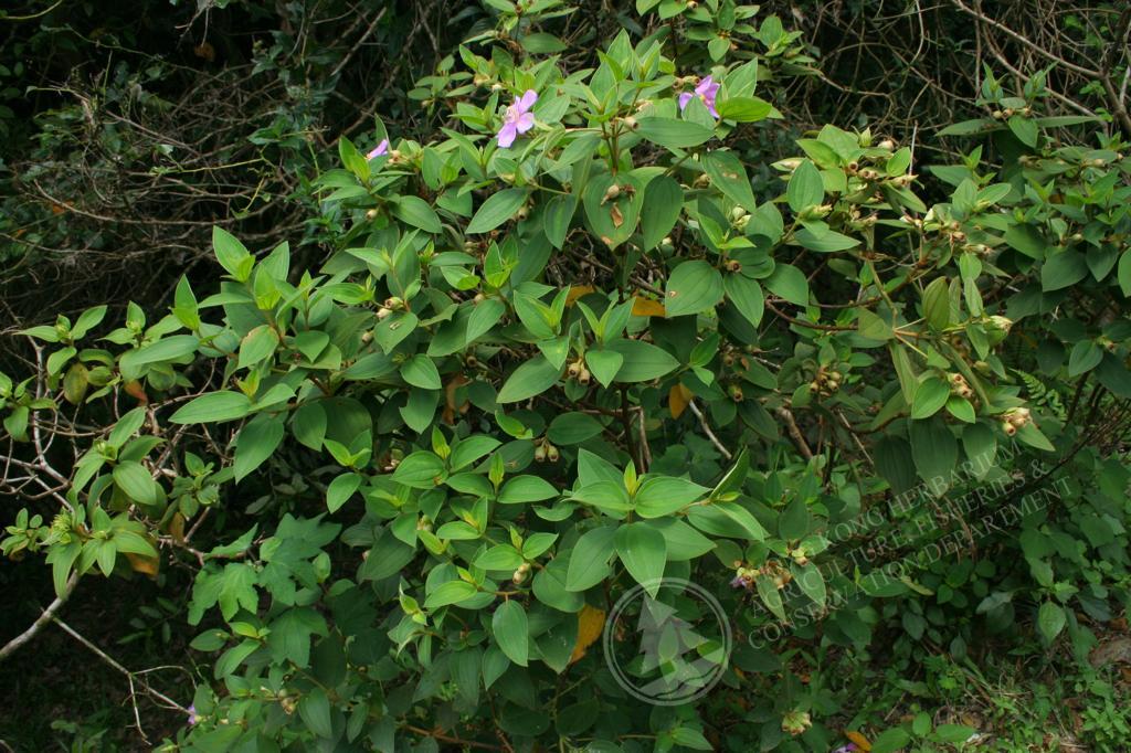 専用希少❣️Melastoma sp. Sibolgaメラストマ シボルガソネリラ 専用