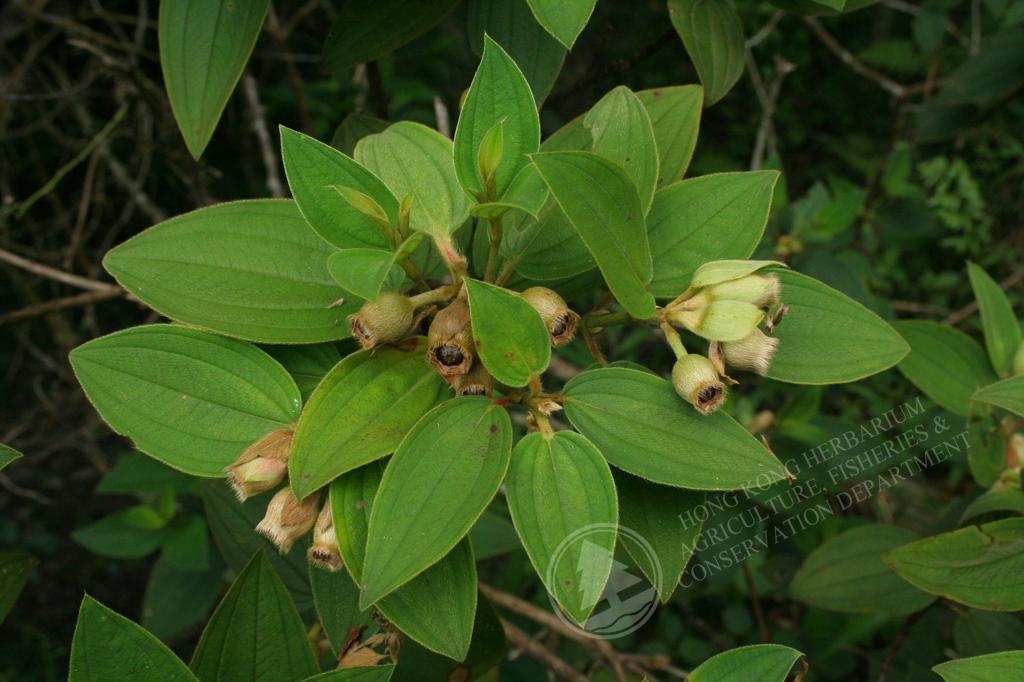 HK Herbarium - Melastoma malabathricum 野牡丹