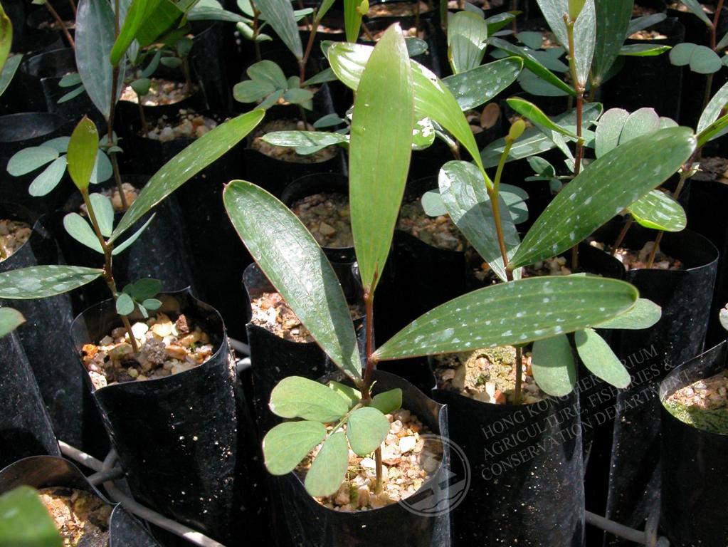 Acacia Confusa 種子 MENU HK Herbarium - Acacia confusa 台灣相思