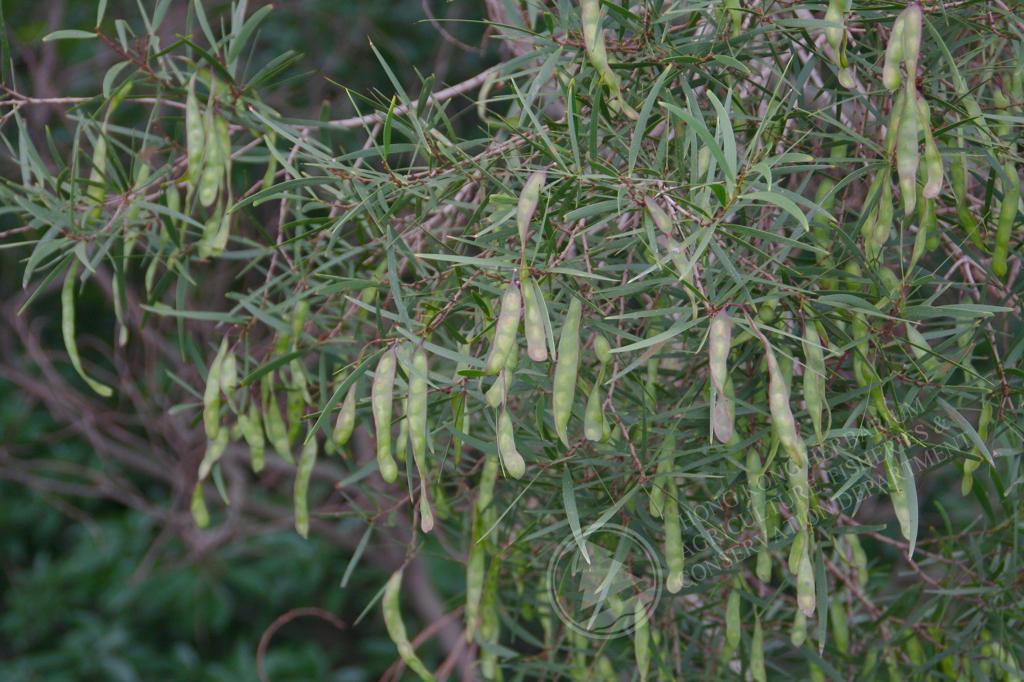 HK Herbarium - Acacia confusa 台灣相思