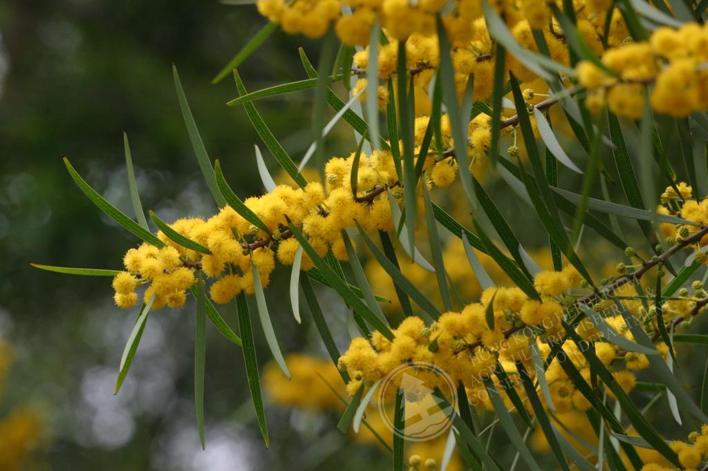 HK Herbarium - Acacia confusa 台灣相思