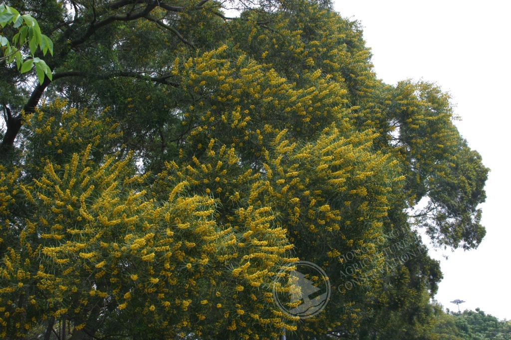 HK Herbarium - Acacia confusa 台灣相思