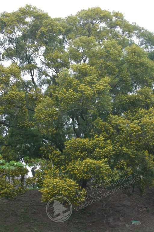 HK Herbarium - Acacia confusa 台灣相思