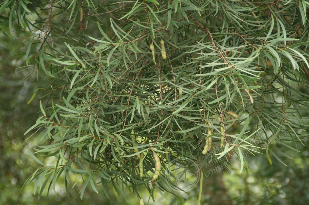 HK Herbarium - Acacia confusa 台灣相思