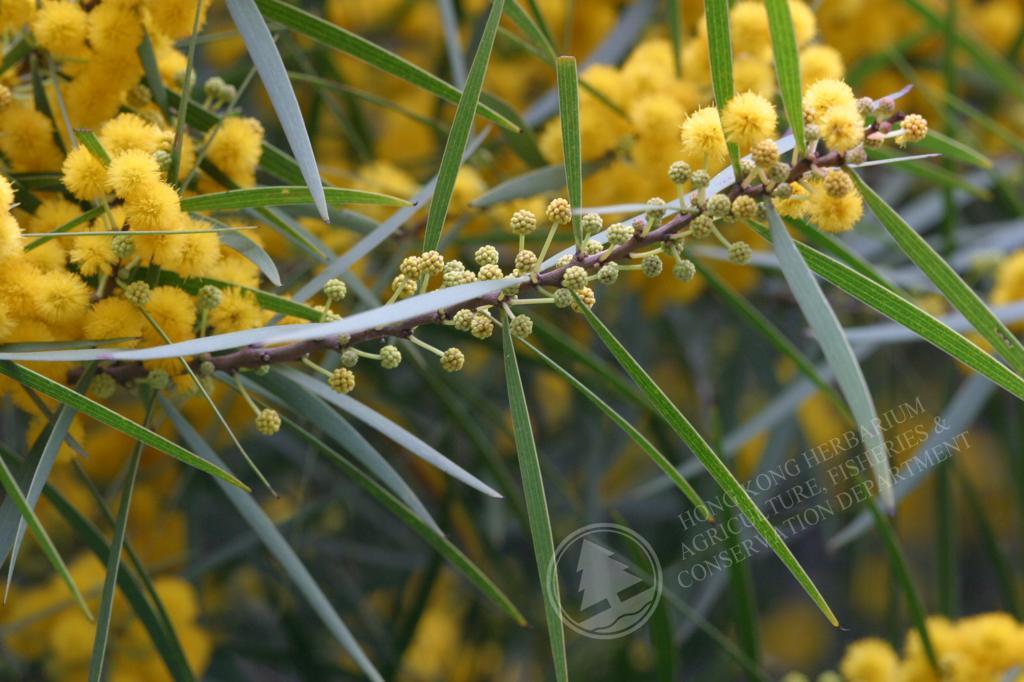 HK Herbarium - Acacia confusa 台灣相思