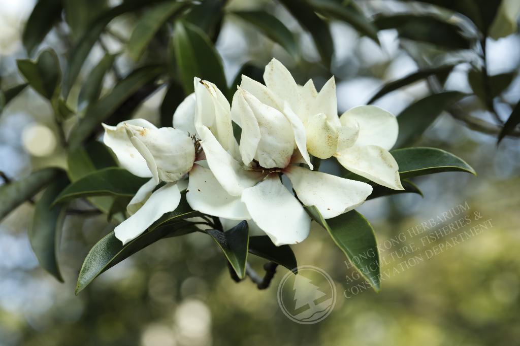 香港植物標本室- 深山含笑Michelia maudiae