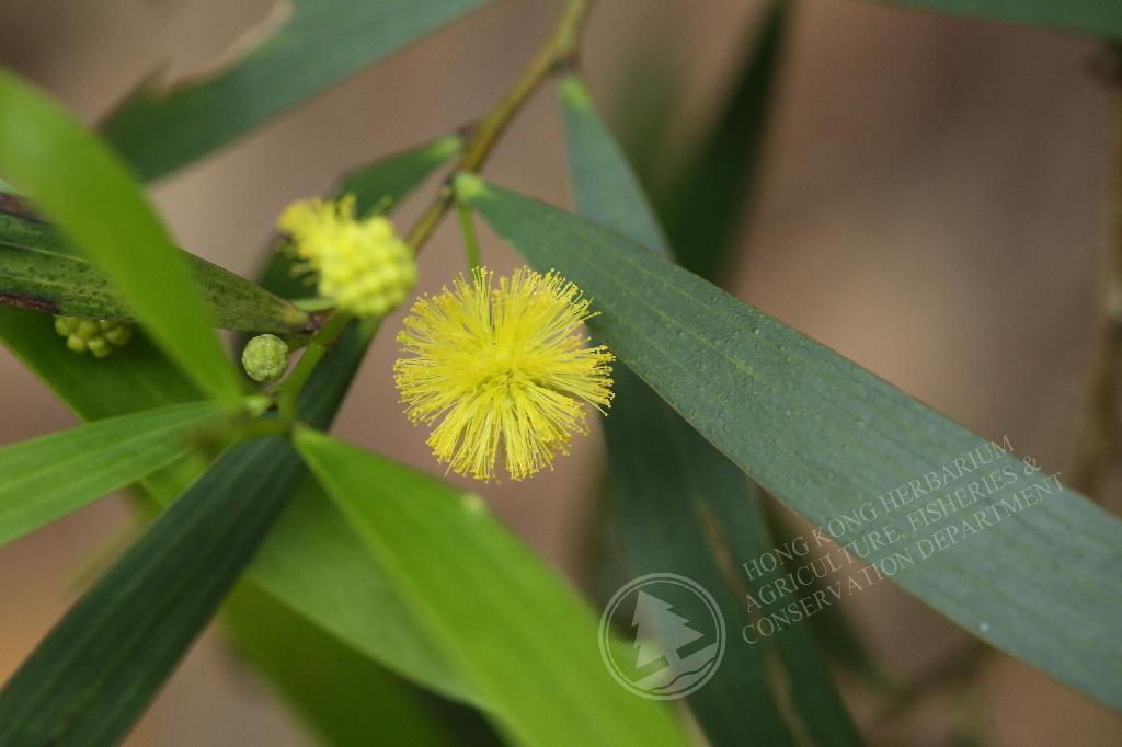 HK Herbarium - Acacia confusa 台灣相思