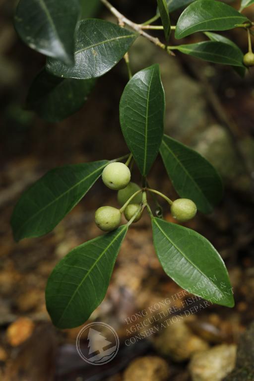 香港植物标本室 - 白肉榕 ficus vasculosa