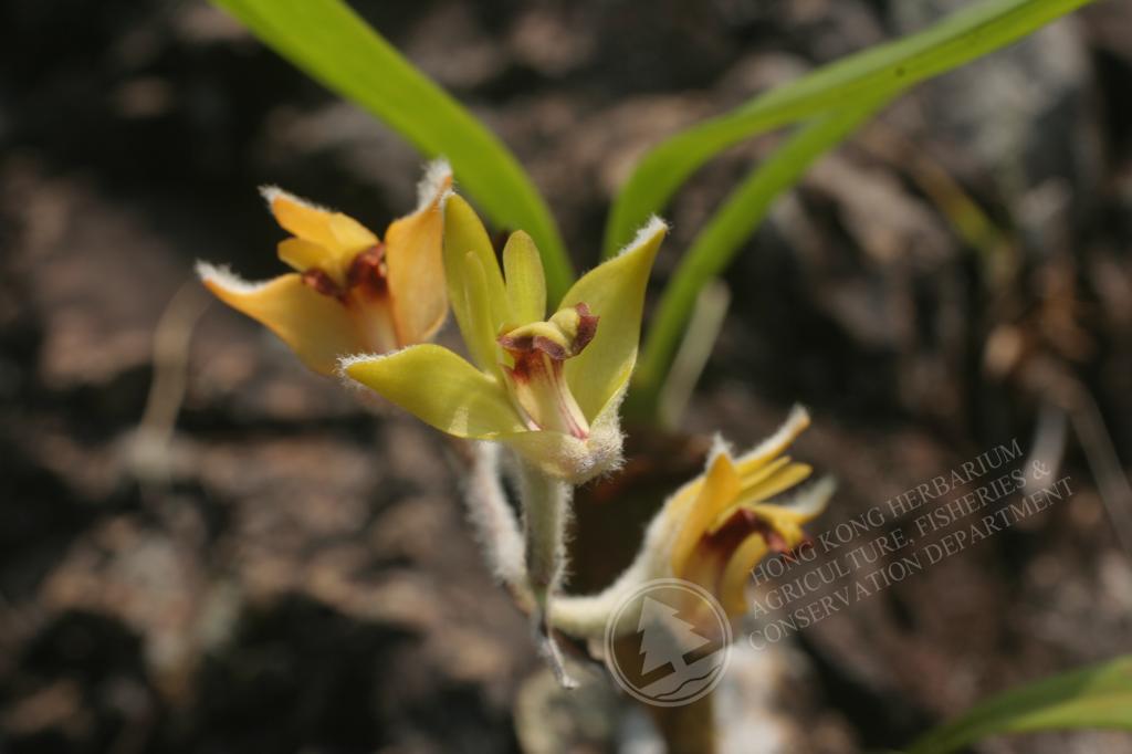 香港植物標本室 白綿毛蘭eria Lasiopetala