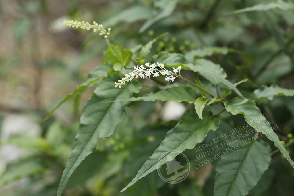 香港植物标本室 主页