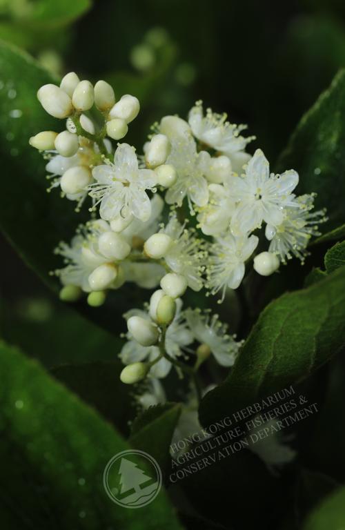 香港植物标本室- 白檀Symplocos paniculata