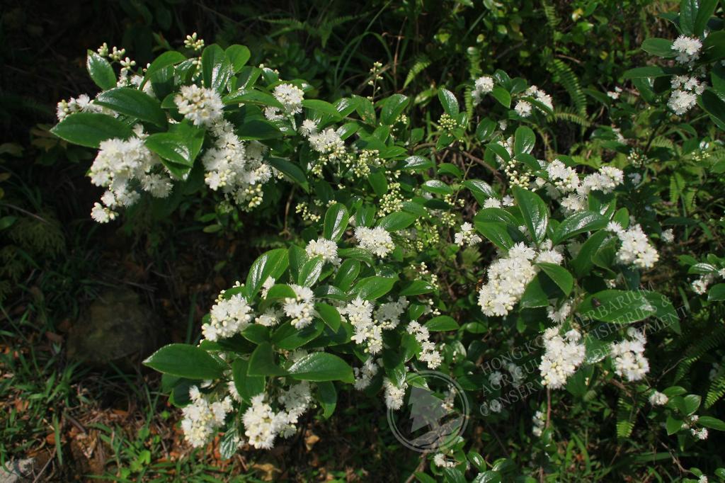 香港植物标本室- 白檀Symplocos paniculata