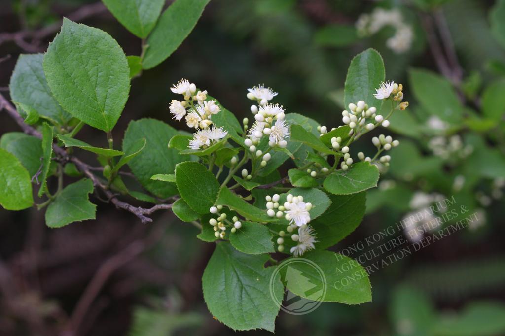 香港植物标本室- 白檀Symplocos paniculata