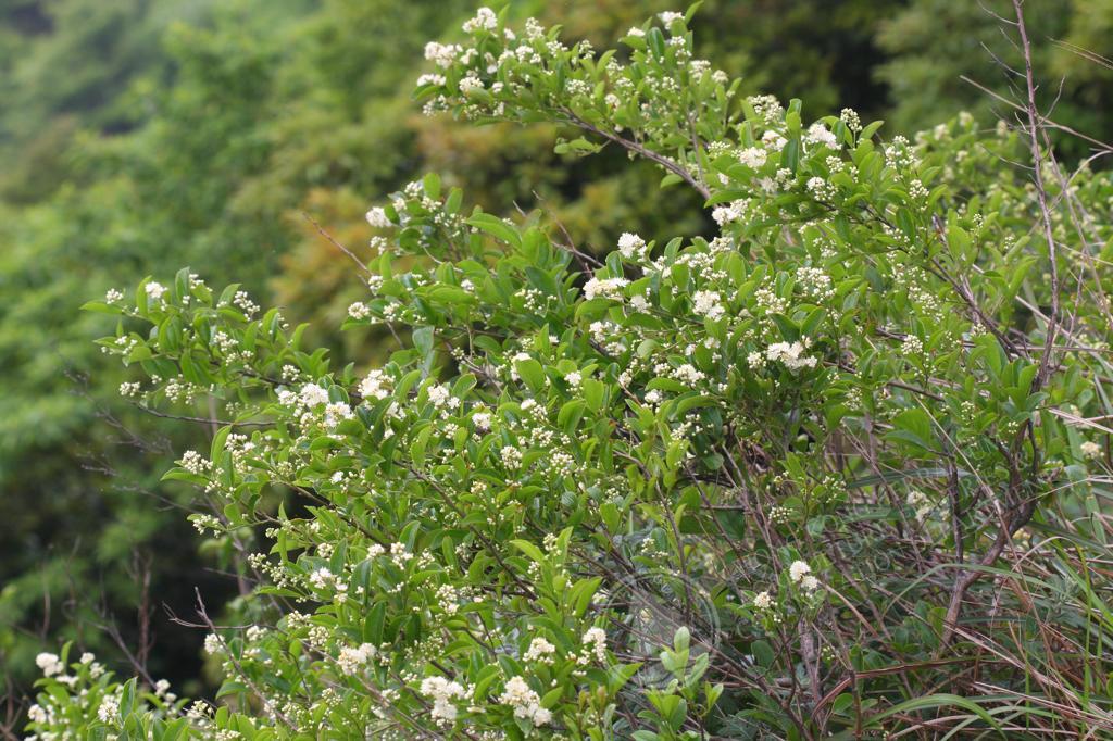 香港植物标本室- 白檀Symplocos paniculata
