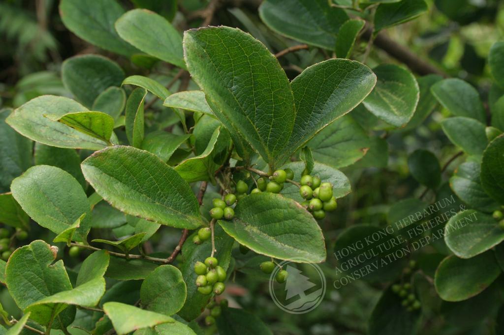 香港植物标本室- 白檀Symplocos paniculata