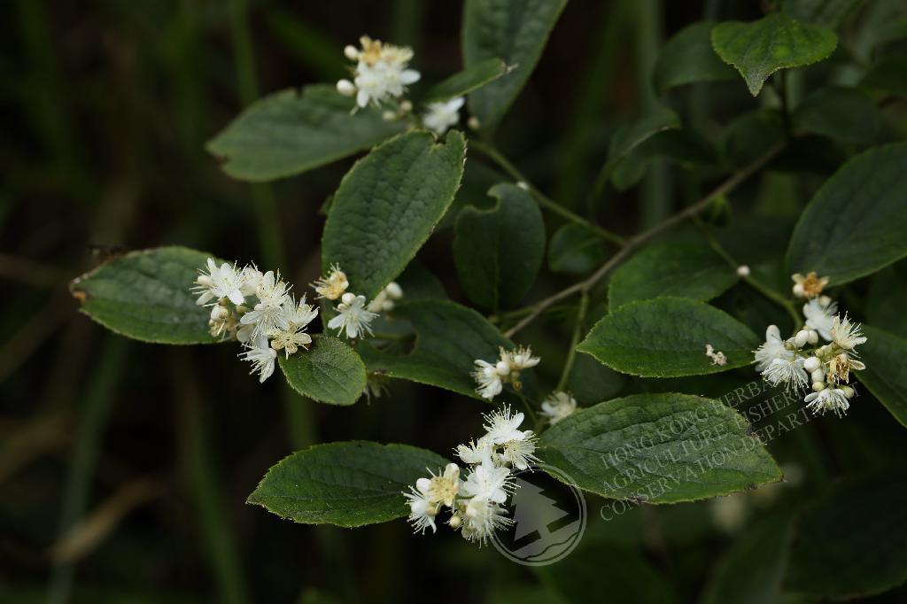 香港植物标本室- 白檀Symplocos paniculata