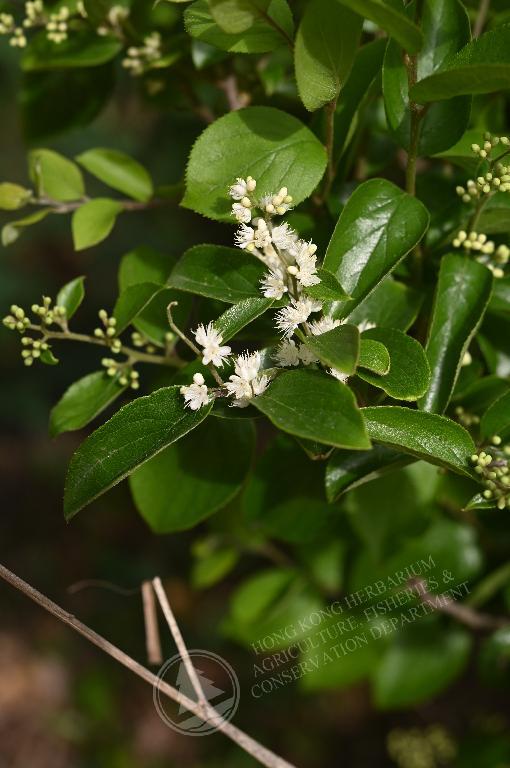 香港植物标本室- 白檀Symplocos paniculata