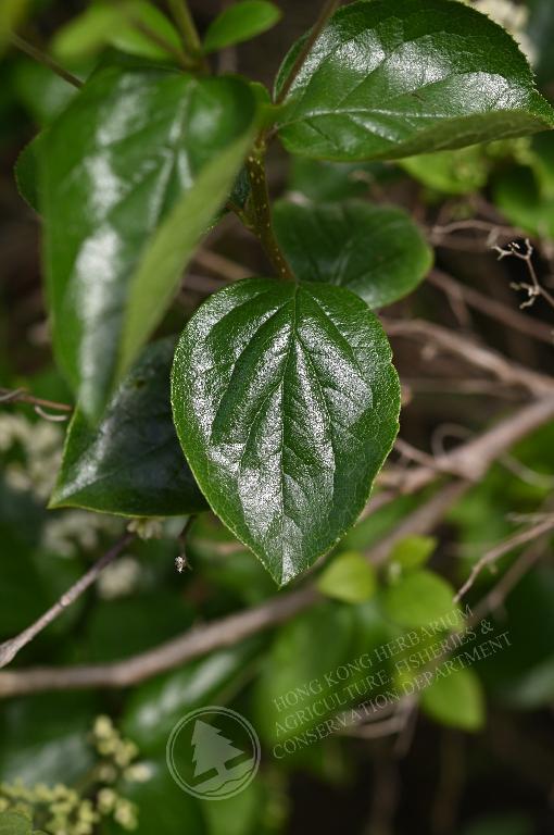 香港植物标本室- 白檀Symplocos paniculata