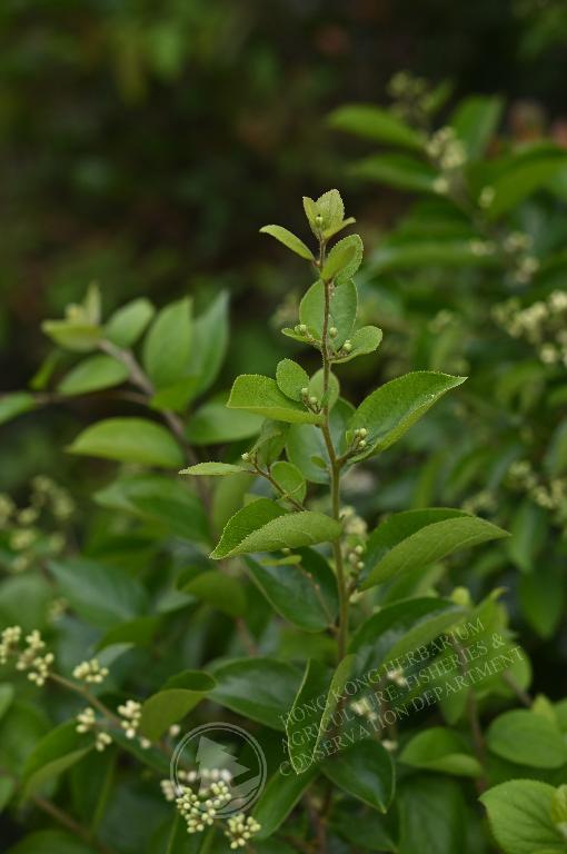 香港植物标本室- 白檀Symplocos paniculata