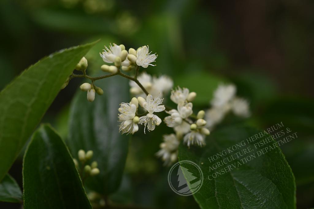 香港植物标本室- 白檀Symplocos paniculata